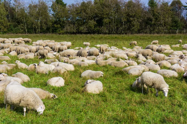 A fehér juh állomány — Stock Fotó