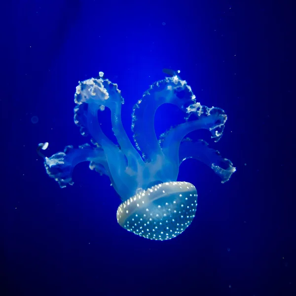 Jellyfish in blue water — Stock Photo, Image