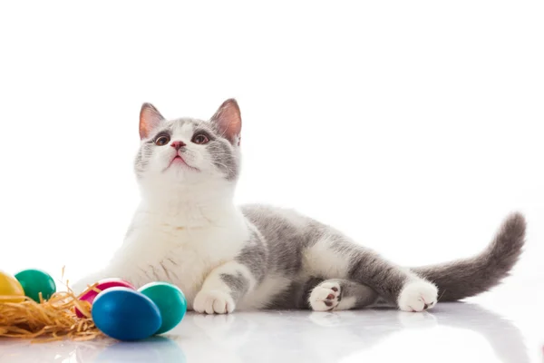 Kitten with Easter eggs — Stock Photo, Image