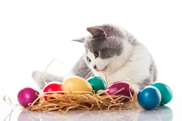 Kitten with Easter eggs — Stock Photo, Image