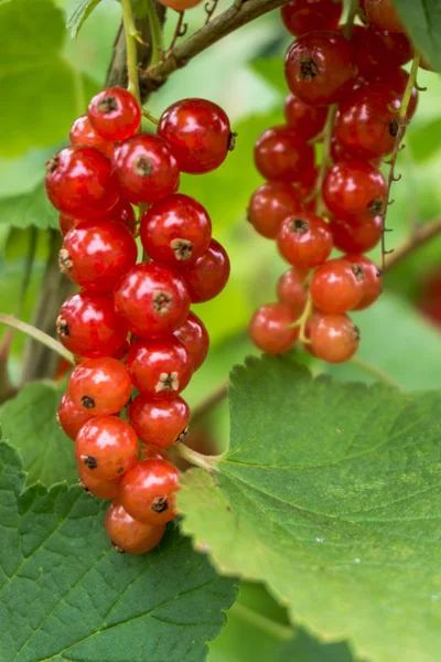 Red currant berries — Stock Photo, Image