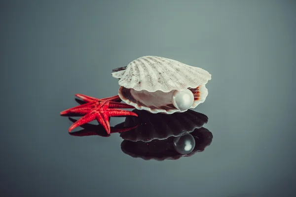 珍珠母贝壳. — 图库照片