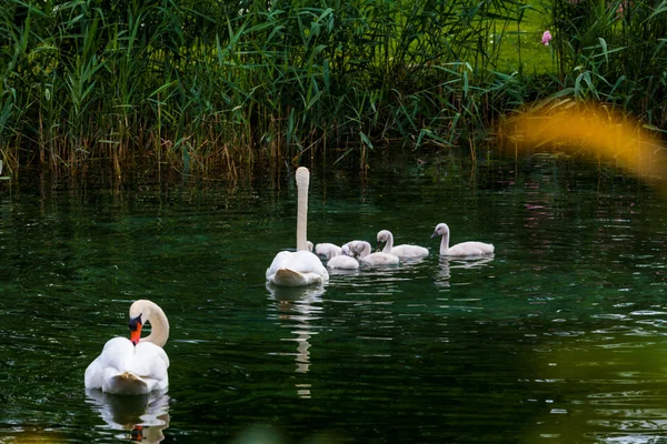 Young swans in lake — Stock Photo, Image