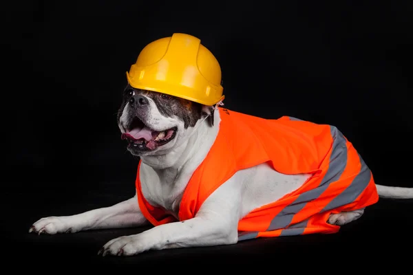 Dog under construction. — Stock Photo, Image