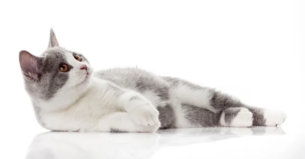 Británico taquigrafía gato mintiendo — Foto de Stock