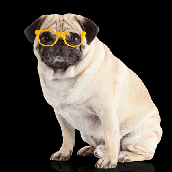 Pug dog in glasses — Stock Photo, Image