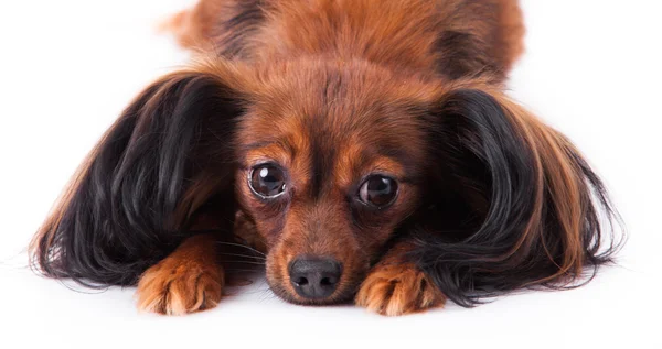 Russian toy terrier — Stock Photo, Image