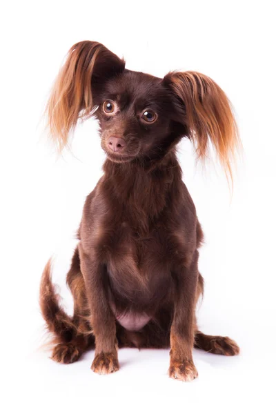 Rysk toy terrier — Stockfoto