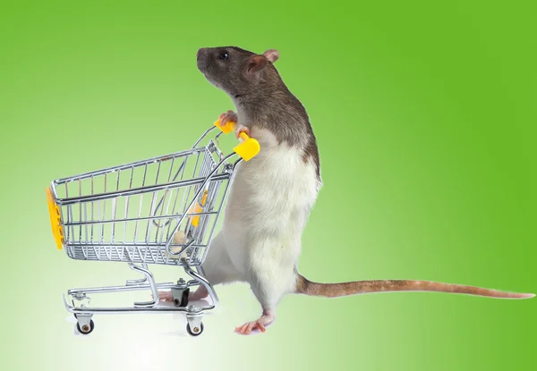 Rat with shopping cart — Stock Photo, Image