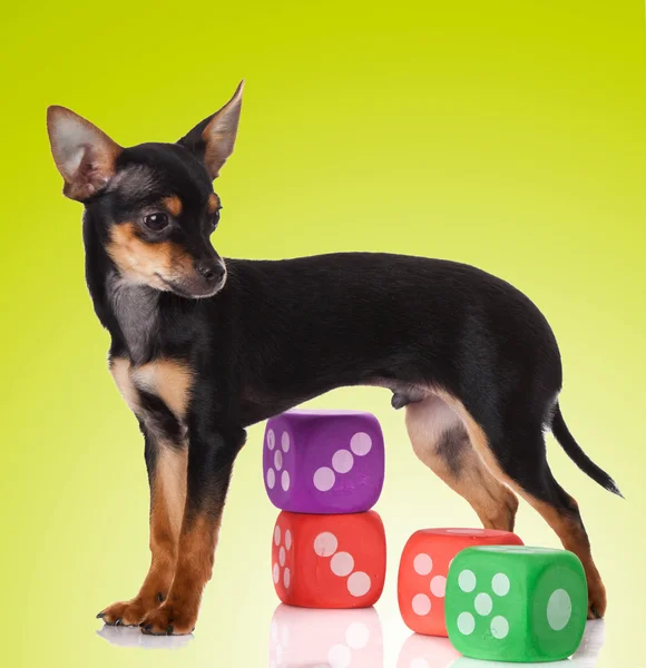 Entzückender Chihuahua-Welpe — Stockfoto