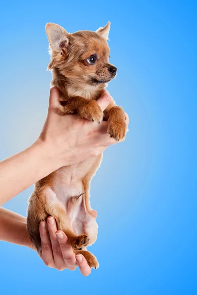 Κρατώντας το σκυλί chihuahua ιδιοκτήτη — Φωτογραφία Αρχείου