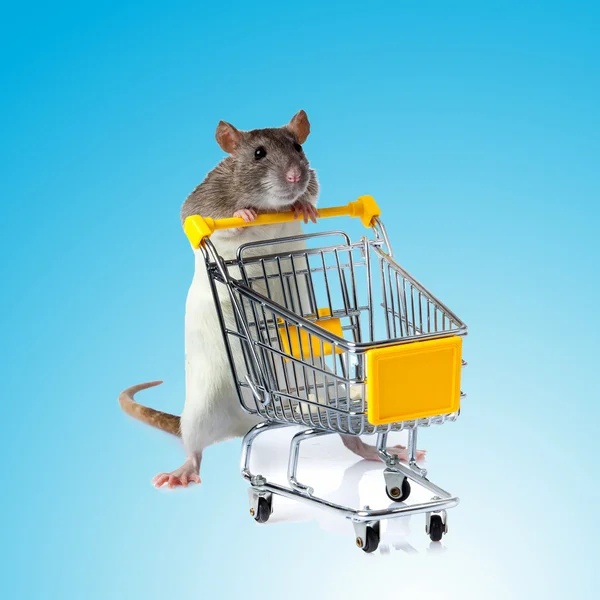 Rat with shopping cart — Stock Photo, Image