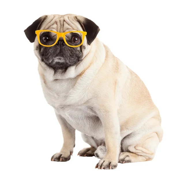 Pies Mops w okularach — Zdjęcie stockowe
