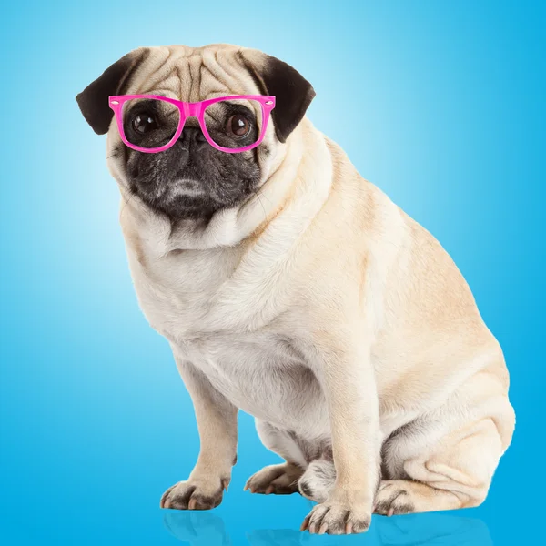 Pug dog in glasses — Stock Photo © ewastudio 75757843