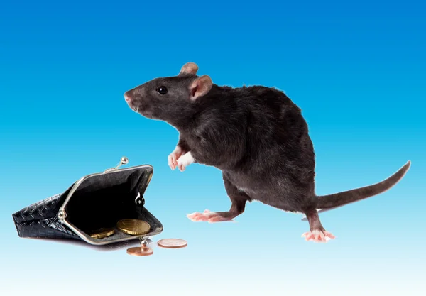 Black rat and purse — Stock Photo, Image