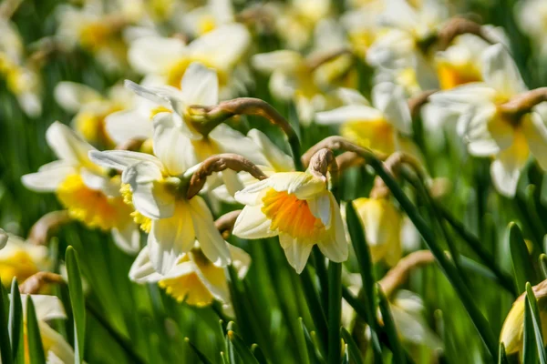 Beautiful yellow daffodils — Stock Photo, Image