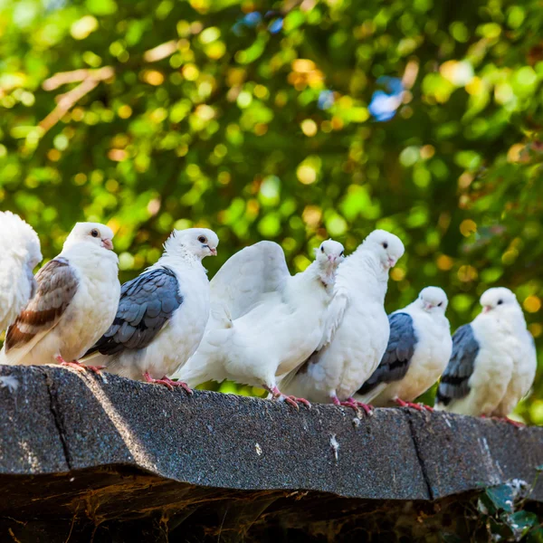 Група голубів — стокове фото