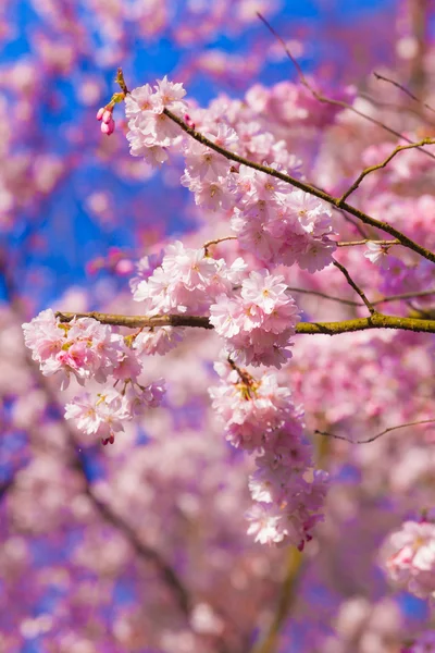 Sakura ροζ λουλούδια — Φωτογραφία Αρχείου