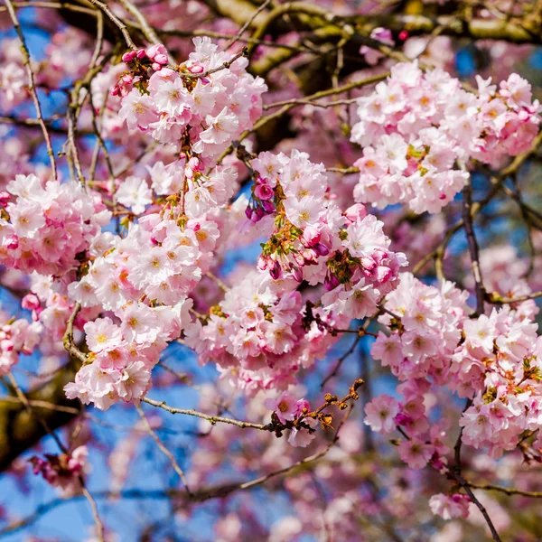 Květy růžové sakura — Stock fotografie