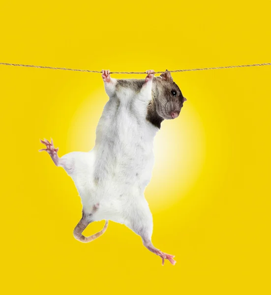 Rat clutching at rope — Stock Photo, Image