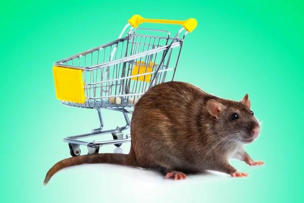 Tikus dekat keranjang belanja — Stok Foto