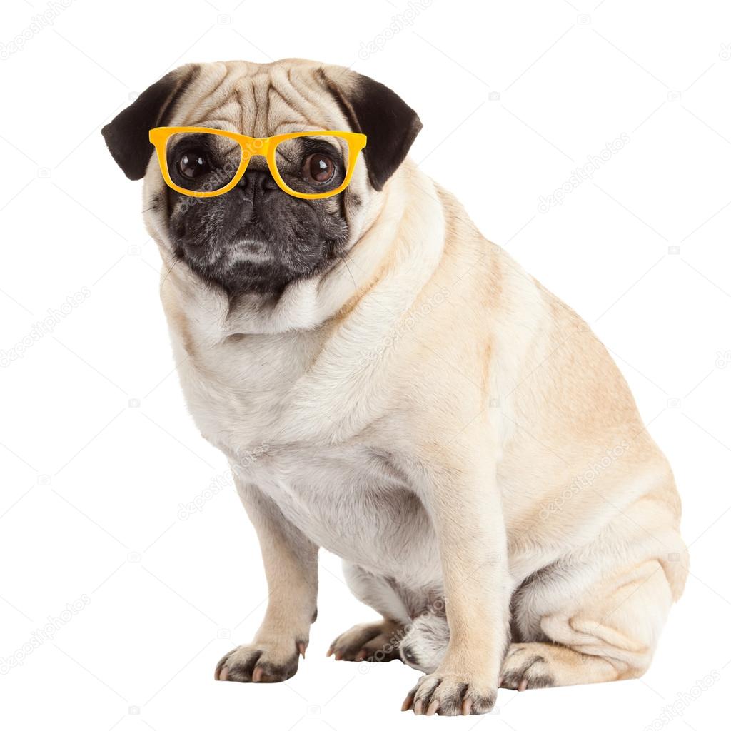 Pug dog in glasses