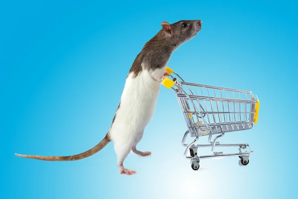 Крыса с корзиной — стоковое фото
