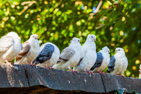 Grupo de pombos — Fotografia de Stock