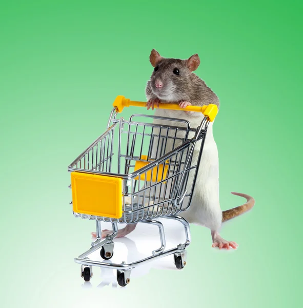 Rat with shopping cart — Stock Photo, Image