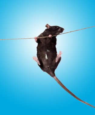 Rat clutching at rope clipart