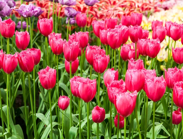 Свіжі тюльпани в парку — стокове фото