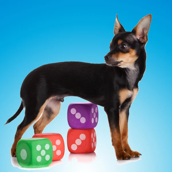 Entzückender Chihuahua-Welpe — Stockfoto