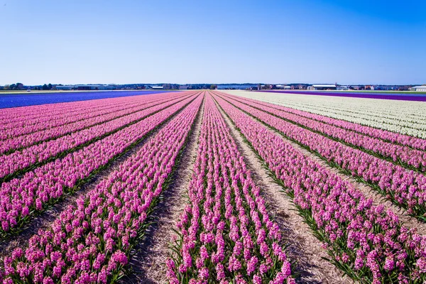 Hyacinths on dutch field — Stock Photo, Image