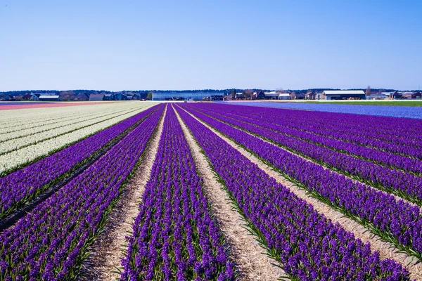 Hyacinter på nederländska fält — Stockfoto