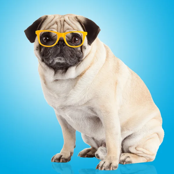 Mops Hund in Brille — Stockfoto