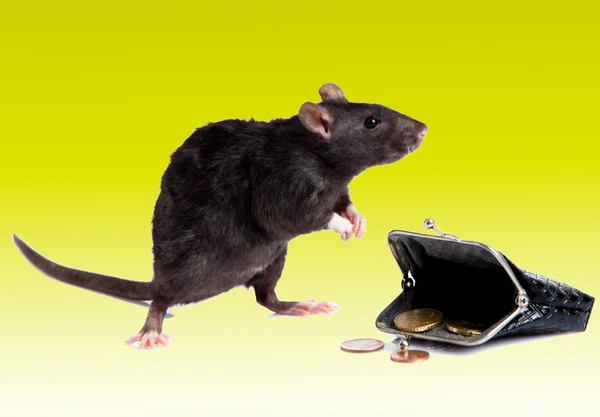 Black rat and purse — Stock Photo, Image