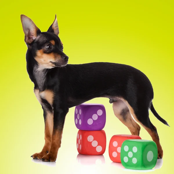 Entzückender Chihuahua-Welpe — Stockfoto