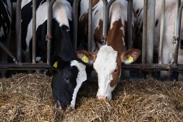 Krávy stravování na farmě. — Stock fotografie