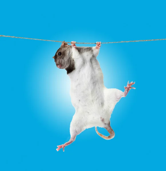 Rat clutching at rope — Stock Photo, Image