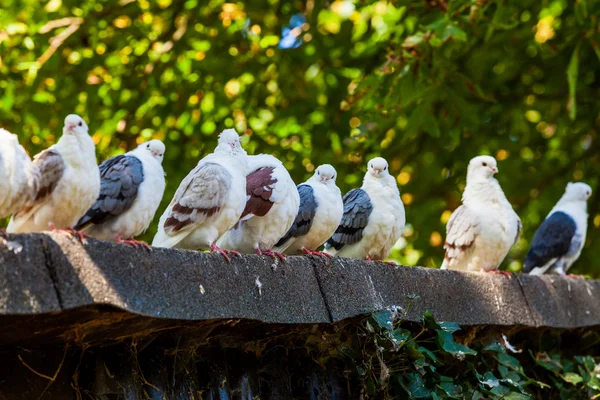 Grupo de pombos — Fotografia de Stock