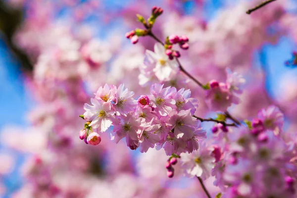 Rosa Sakura-Blüten — Stockfoto