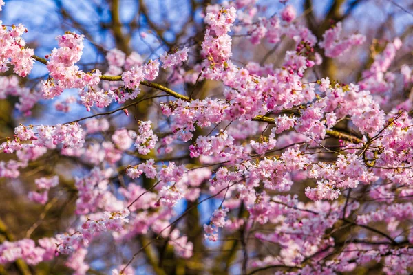 Rózsaszín sakura virágokat — Stock Fotó