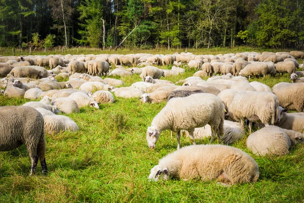 Manada de ovinos brancos — Fotografia de Stock