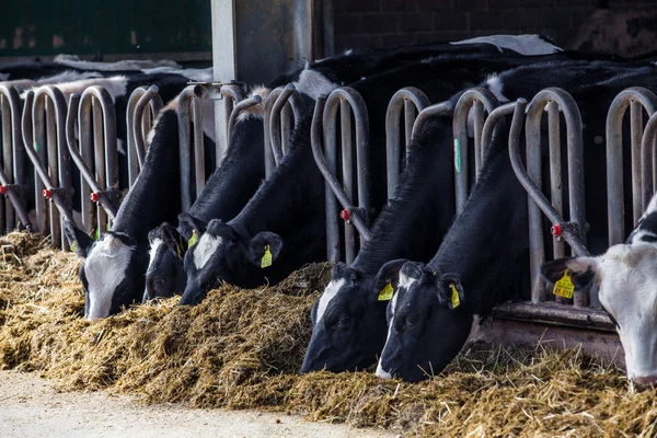 Αγελάδες που τρώει σε ένα αγρόκτημα. — Φωτογραφία Αρχείου