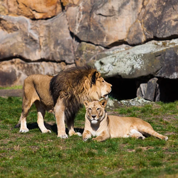 사자와 동물원에서 암 사자 — 스톡 사진