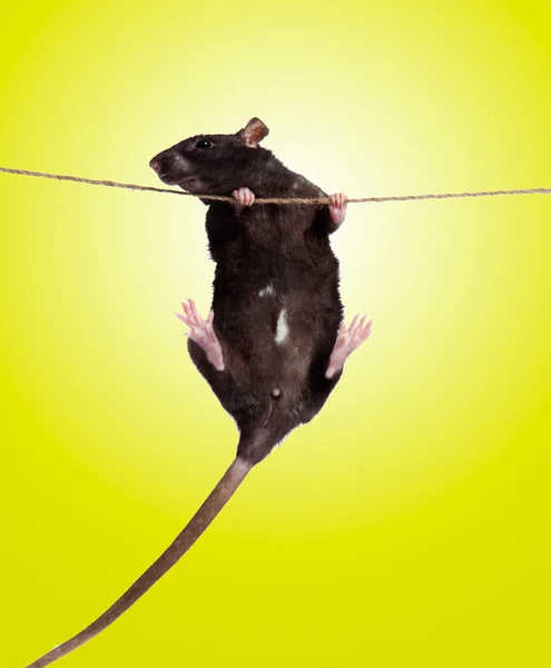 Szczur chwytając liny — Zdjęcie stockowe
