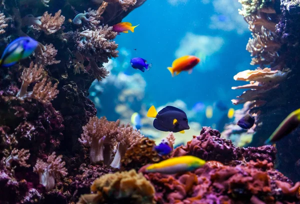 A kék korallzátony trópusi hal — Stock Fotó