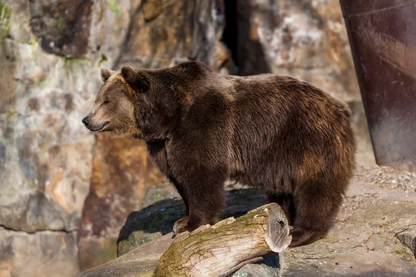 Erwachsener Braunbär — Stockfoto