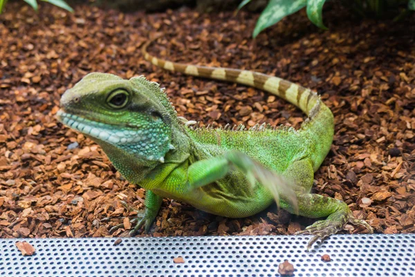 可爱的绿色蜥蜴 — 图库照片