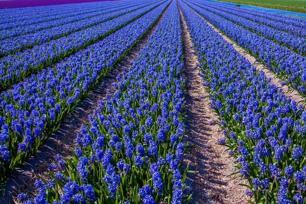 Hyacinths on dutch field — Stock Photo, Image